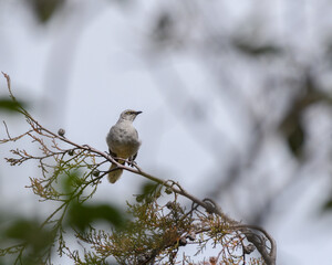 Exotic bird Mimus gilvus. tropical mockingbird quietely perched.