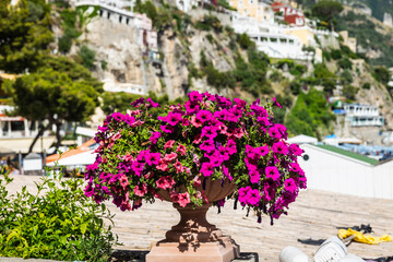 A pot of purple flowers sitting on a ledge in direct sunlight with cliffside Mediterranean architecture in the background in Positano, Italy, Europe.
