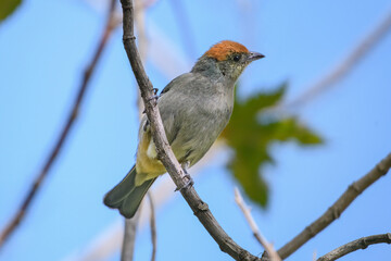 Exotic tropical bird , Scrub Tanager. Stilpnia Vitirolinaon diagonal branch looking sideways looking for insects. Villa de Leyva, Colombia.