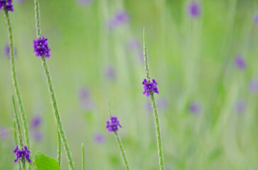 FLORES VIOLETA 