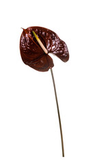 bloom isolate flowers in spring