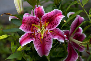 pink lily flower