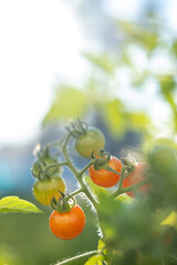 Grape tomatoes growing on a vine in the summer sun. High quality photo