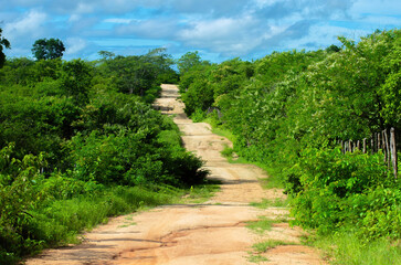 paisagem verde da caatinga 