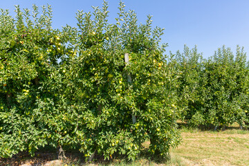 Fototapeta na wymiar Ripe organic yellow golden apples on a tree branch in a farm orchard