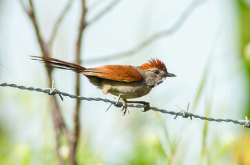 Synallaxis frontalis