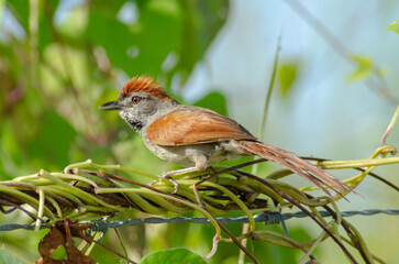 Synallaxis frontalis