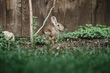 rabbit standing next to a fence
