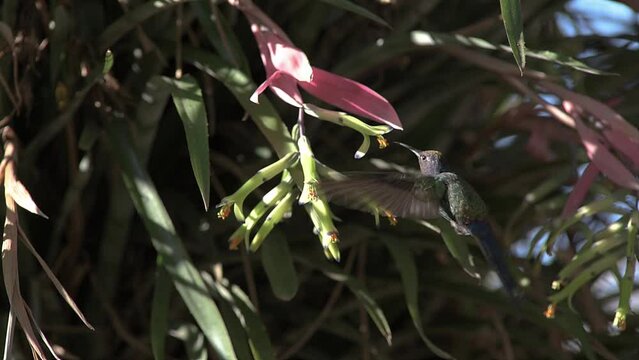 Swallow-tailed hummingbird hummingbird pollinating bromeliad flower