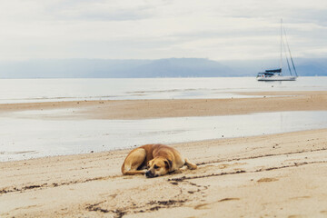 dog on the beach