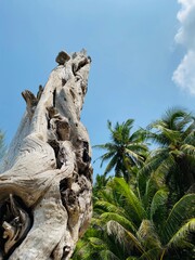 Fototapeta premium palm tree on the beach