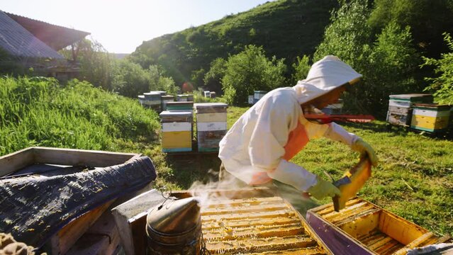 Beekeeper is working with bees and beehives on the apiary. Beekeeper on apiary.