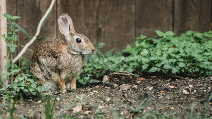 Naklejka na ściany i meble brown rabbit in the garden