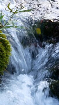 Water Cascading in a Beautiful Lush and Mossy Autumn Forest
 Vertical Video