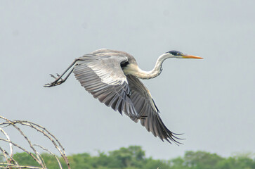 GARÇA MOURA ARDEA COCOI