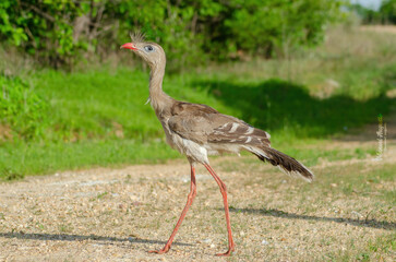SERIEMA CARIAMA CRISTATA