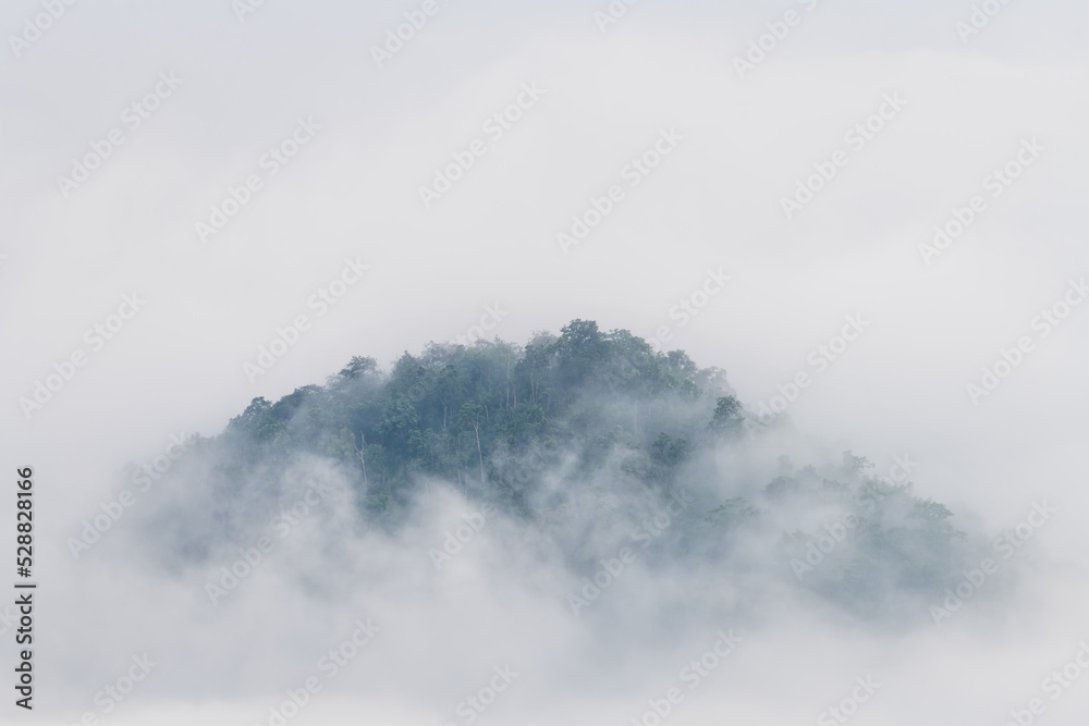 Poster misty landscape with forest. foggy clouds above tree.
