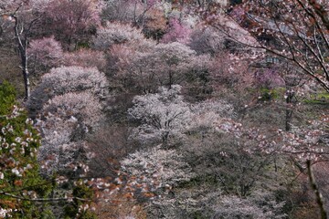 カラフルな満開の桜に囲まれた吉野千本桜の情景＠奈良
