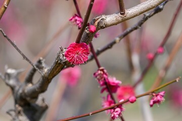 ひっそりと咲く一輪の真っ赤な紅梅＠大阪