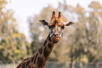Mogo Australia, Rothschild's giraffe sitting on ground, also known as Baringo giraffe or Ugandan giraffe
