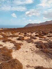 landscape of the desert