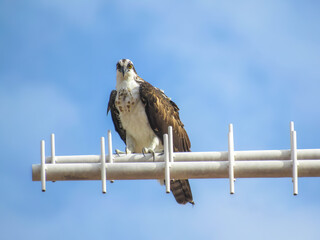 OSPREY PANDION HALIAETUS ÁGUIA PESCADORA 