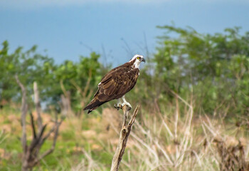 OSPREY PANDION HALIAETUS ÁGUIA PESCADORA 
