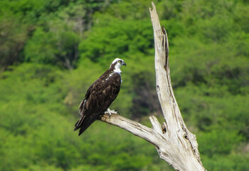 OSPREY PANDION HALIAETUS ÁGUIA PESCADORA 