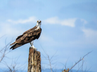 OSPREY PANDION HALIAETUS ÁGUIA PESCADORA 