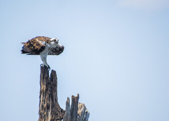 OSPREY PANDION HALIAETUS ÁGUIA PESCADORA 