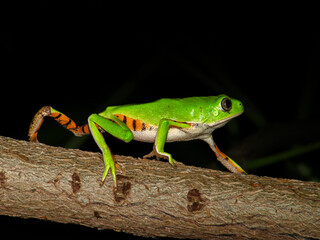 TREE FROG pithecopus gonzagai