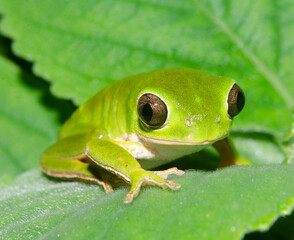 TREE FROG pithecopus gonzagai