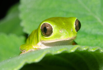 TREE FROG pithecopus gonzagai