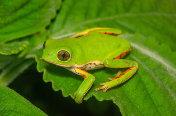 TREE FROG pithecopus gonzagai