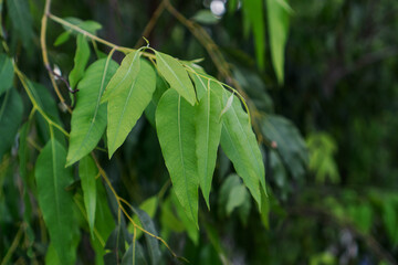 Eucalyptus green tree leaves abstract background with sun shining.