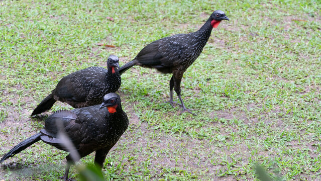 Grupo de pen&eacute;lopes, ou jacu, aves que habitam a mata atl&acirc;ntica do Brasil