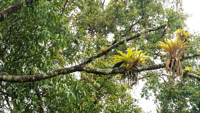 Copa de &aacute;rvores na floresta, com uma gralha azul pousada sobre um galho pr&oacute;xima a uma brom&eacute;lia
