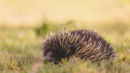 The short-beaked echidna (Tachyglossus aculeatus) on grass