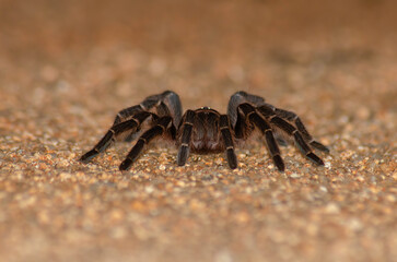 ARANHA CARANGUEJEIRA 