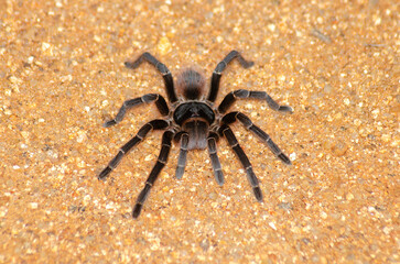 ARANHA CARANGUEJEIRA 