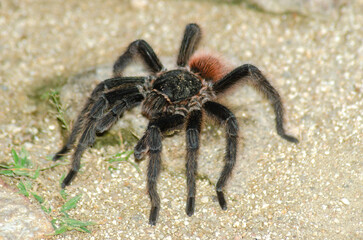 ARANHA CARANGUEJEIRA 