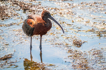 The glossy ibis, latin name Plegadis falcinellus, searching for food in the shallow lagoon.