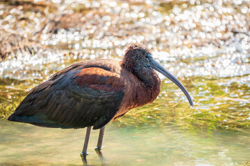 The glossy ibis, latin name Plegadis falcinellus, searching for food in the shallow lagoon.