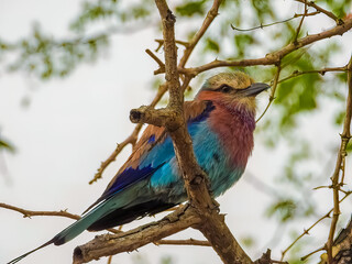The lilac-breasted roller (Coracias caudatus) is an African bird of the roller family, Coraciidae. It is widely distributed in sub-Saharan Africa, and is a vagrant to the southern Arabian Peninsula.
