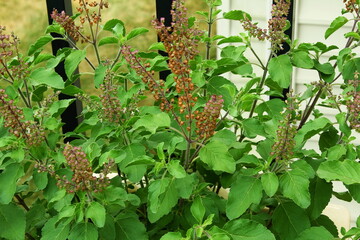 fresh indian Medicinal and hindu religious plant green tulsi or holy basil herb Ocimum sanctum also known as Shyama tulsi,Rama tulsi for hindu religion or health concept