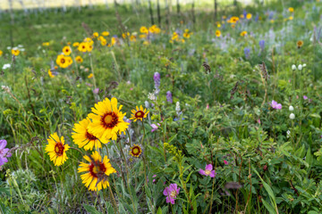 Brown-eyed Susan wildflowers, among other colorful flowers, in Waterton Lakes National Park Canada. Selective focus