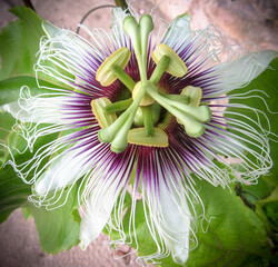 passion fruit flower
