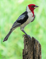 PAROARIA DOMINICANA