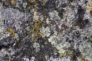 Rock covered with multiple types of lichens, patterns and textures in nature as a background
