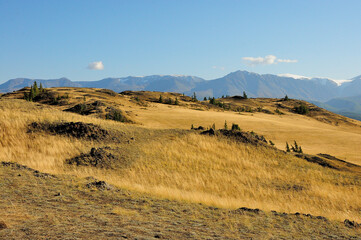 Yellowed grass and rare low pines on the rocky slopes of a high hill overlooking the snow-capped mountains in early autumn.